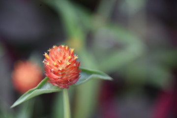 Orange flower