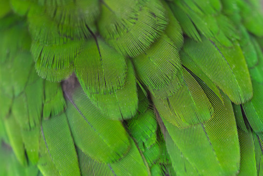 Closeup green parrot feather