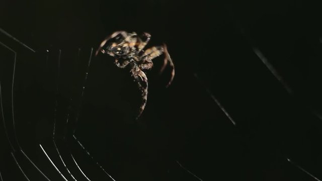 Big spider making a web at night. Large spider on a web