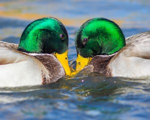 Two Mallards Fighting for Food