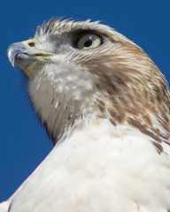 Close-Up of a Hawk
