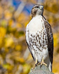 Hawk Searching for Prey