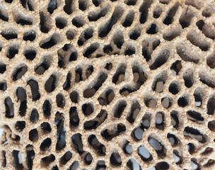 Termite Nests texture full background.