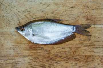 Freshwater Fish on wooden background.