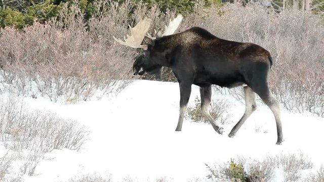 Bull Moose in Snow in the Colorado Rocky Mountains