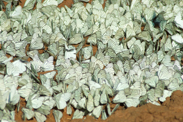 A large number of butterflies on the ground
