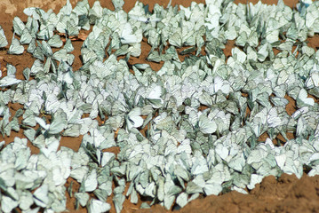 A large number of butterflies on the ground