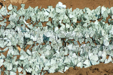 A large number of butterflies on the ground