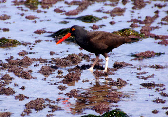 American oystercatcher walking in tide pools