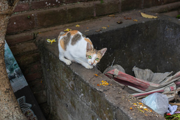 Cute Cat