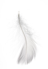 Detail of a delicate white feather