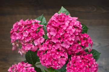 Beautiful festive gift bouquet of pink bright hydrangeas on a wooden background.