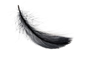 Single black floating feather on white background.
