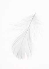 Fototapeta na wymiar Detail of a delicate white feather