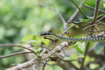 Golden Tree Snake (Chrysopelea ornata) on the branch with natural green background, Green and black color stripe on the body of tropical reptile in Thailand