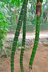Tropical green bamboo