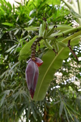Bananas grow on trees