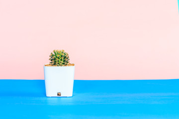 Cactus in white pot on blue and pink background.