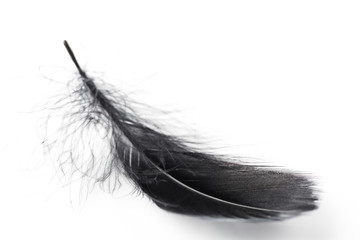 Single Black Feather on White Background.