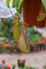 Tropical plant nepenthes