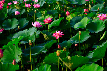 Obraz na płótnie Canvas Blooming lotus flower, very beautiful