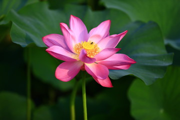 Blooming lotus flower, very beautiful
