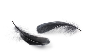 Black feathers over white background