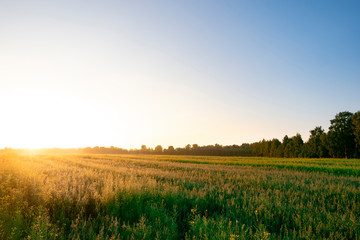 Obraz premium sunrise over wheat field