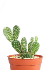 cactus in oranje pot op witte achtergrond.