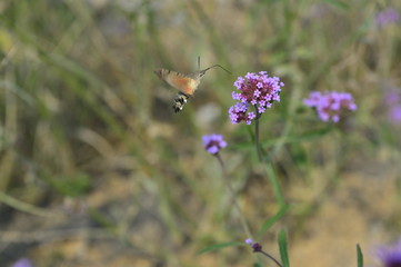Bee honey in the flying insects