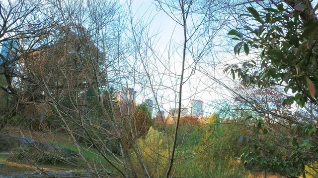 Westside Manhattan Buildings Behind Central Park Fall Foliage