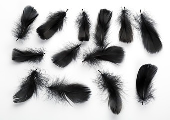 Black feathers over white background