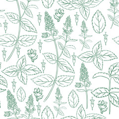 Mint leaf, blossom branch peppermint isolated on white background, Hand drawn vector seamless floral pattern, spicy herb kitchen texture, Doodle cooking ingredient for design package tea, cosmetics © m_e_l