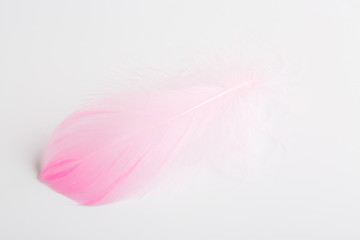 Pink Feather on white Background