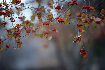 Beautiful fall branch of rowan 