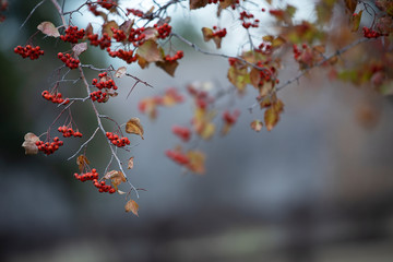 Beautiful fall branch of rowan 