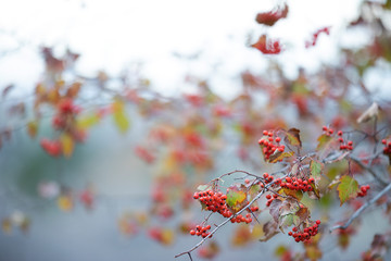 Beautiful fall branch of rowan 