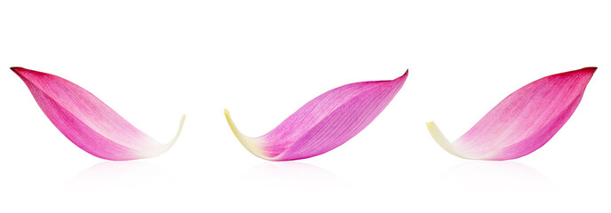 Closeup of lotus petal isolated on white background. File contains with clipping path.