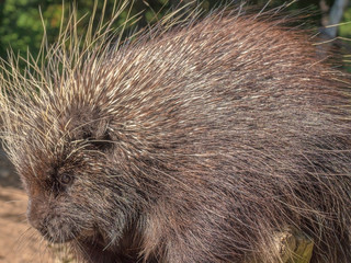 Porcupine Close- Up