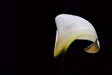 Tender white Calla lily glowing on black background
