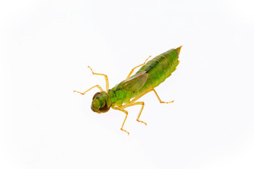 Dragonfly larvae, and on a white background