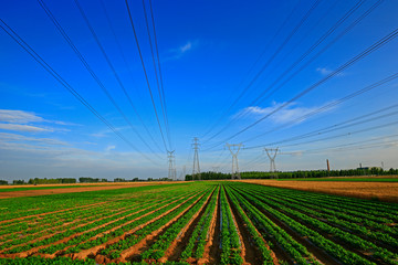 Rows of peanut fields