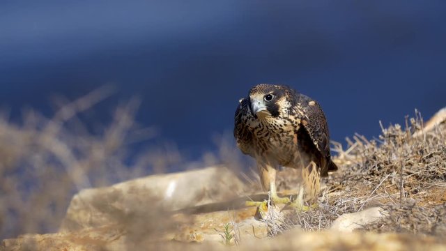Peregrine Falcon