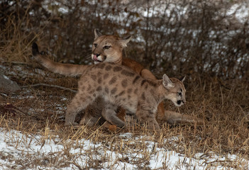 Mountain Lion Mother & Cub