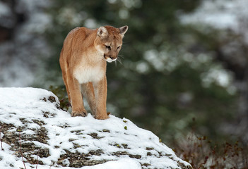 Mother looking for junior