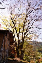 崩れゆく土壁の小屋と、散り行く紅葉の秋の風景