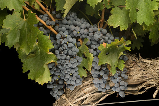 racimos de uva cabernet sauvignon