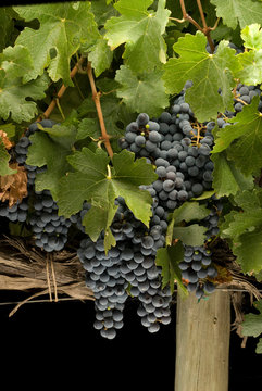 racimos de uva cabernet sauvignon