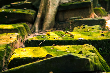 green moss in the stones in angkor wat ruins