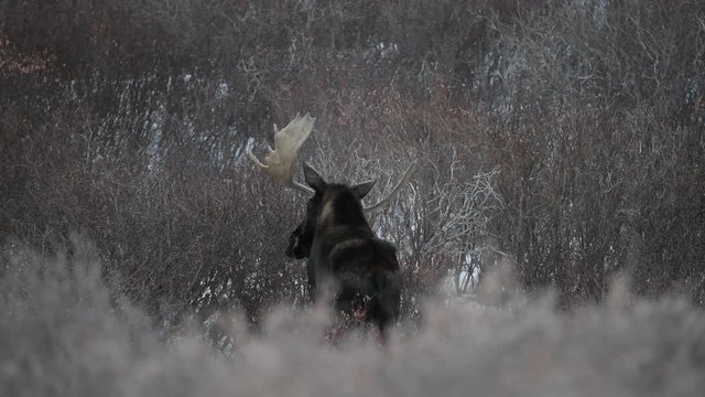 Bull Moose in Snow in the Colorado Rocky Mountains